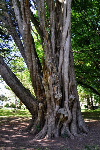 Multi Trunked Tree In Mutley Park © Mick Lobb Geograph Britain