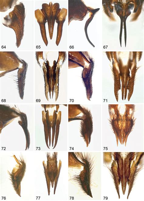 Calliphora Spp Cerci And Surstyli 6465 Calliphora Latifrons 64