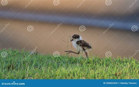 Masked Lapwing chick stock photo. Image of wildlife - 260023426