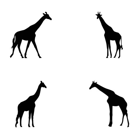 African Giraffe Silhouette