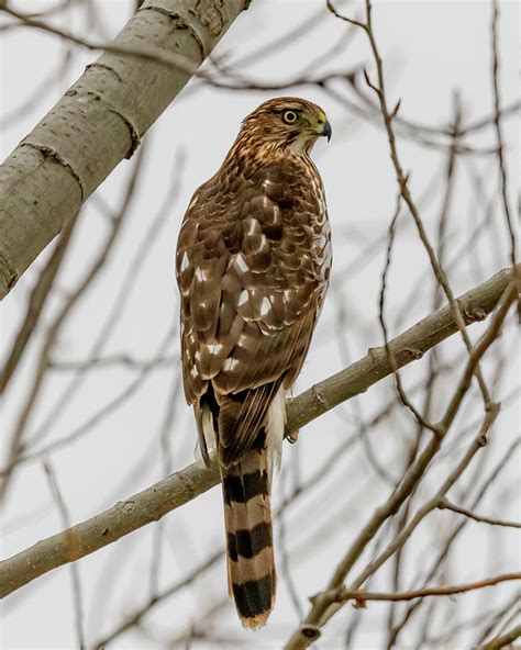 Coopers Hawk Perched 6 Photograph By Morris Finkelstein Fine Art America