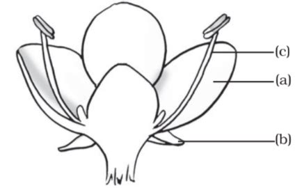 Solved In The Diagram Of A Bisexual Flower Given As Figure Below Draw