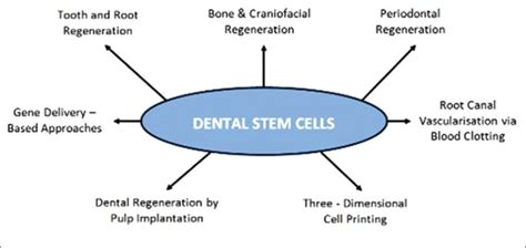 Uses of dental stem cells in dental tissue regeneration | Download ...