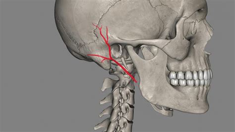 Premium Photo | The posterior auricular artery is a smaller muscular ...