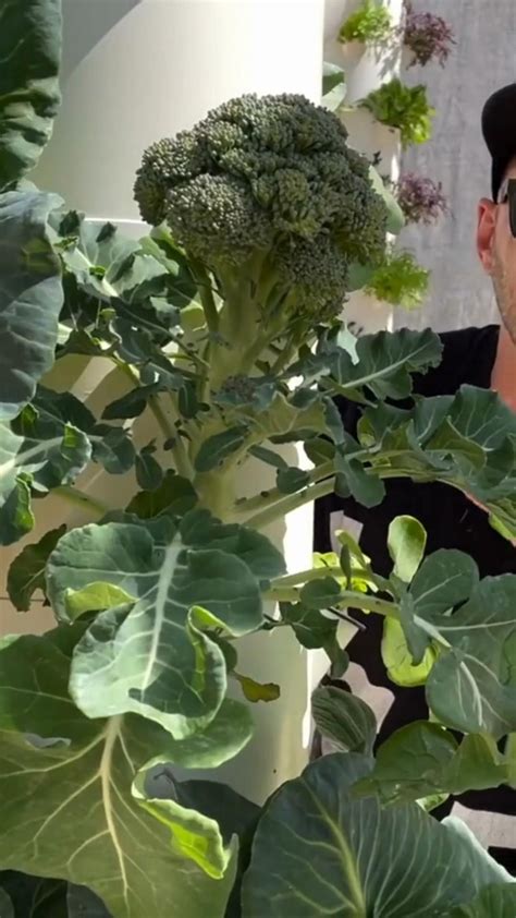 Tips For Growing Broccoli Growing And Harvesting Artofit