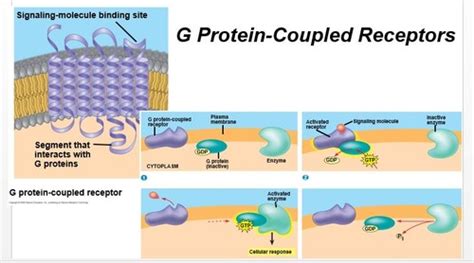 Medical Biochemistry Chapter 25 Membrane Receptors And Signal