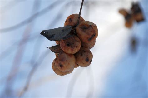 Fotos Gratis Mano Naturaleza Rama Nieve Invierno Planta Fruta