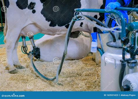 Automated Cow Milking Facility Equipment At Cattle Dairy Farm Stock