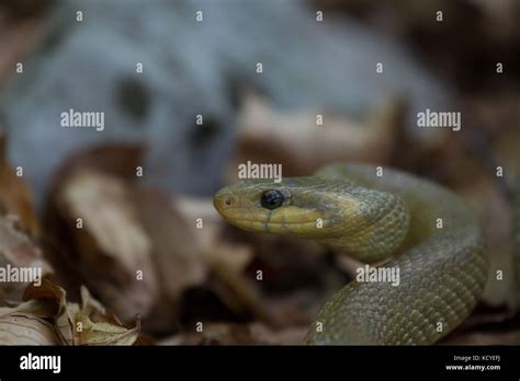 Skulap Schlangen Fotos Und Bildmaterial In Hoher Aufl Sung Alamy