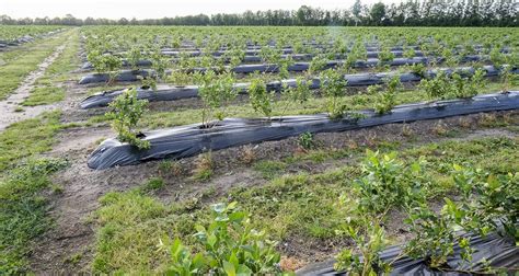 Fertilización de los arándanos Berries Tecnologia Hortícola