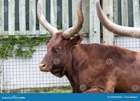 Ankole Watusi stock photo. Image of natural, horns, outdoor - 266056946