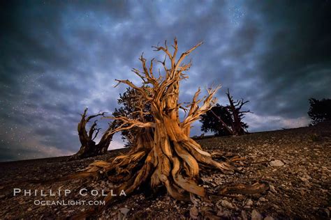Ancient Bristlecone Pine Trees Pinus Longaeva White Mountains Inyo