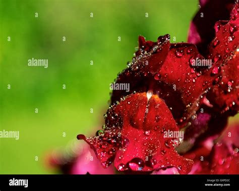 Dark Red Snapdragons Hi Res Stock Photography And Images Alamy