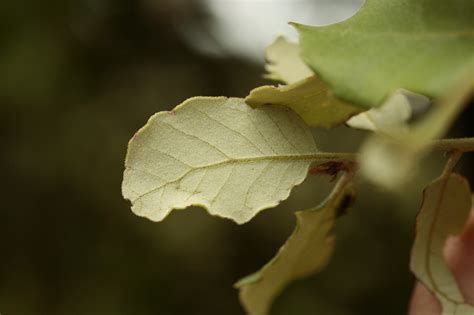 Carrasca Quercus Ilex Ballota Flores Silvestres De Arag N