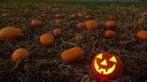 Pumpkin Patch Map Where You Can Get Your Jack O Lantern This Halloween Abc30 Fresno