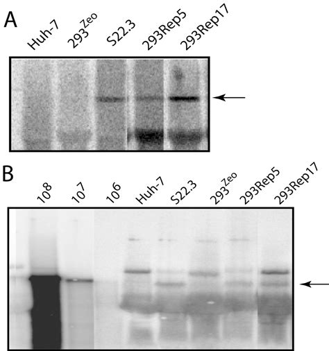 Hepatitis C Virus Subgenomic Replicons In The Human Embryonic Kidney