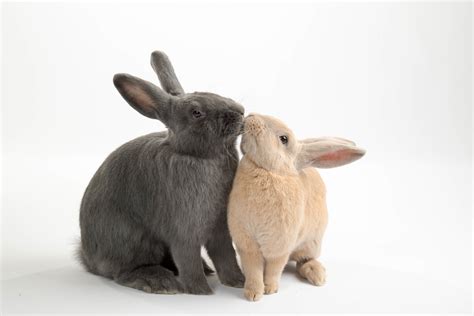 Een Maatje Voor Je Konijn Dierenkliniek Broerdijk