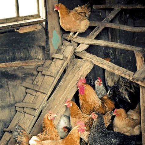 Chicken Coop Ramps Everything You Need To Know
