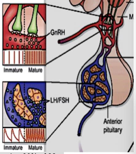 Endo Male Reproductive Endocrinology Overview And Signaling Pathways