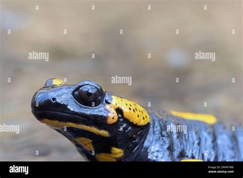 Portrait Of Fire Salamander In Natural Habitat Salamandra Salamandra