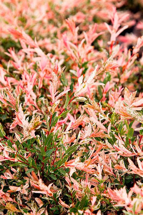 Plant Of Merit ‘hakuro Nishiki Dappled Japanese Willow