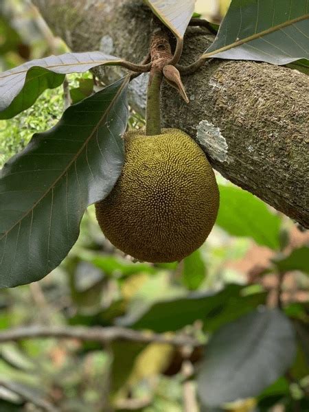 51 Buah Tarap Royalty-Free Images, Stock Photos & Pictures | Shutterstock