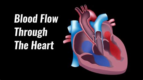 Blood Flow Through The Heart Explained Youtube