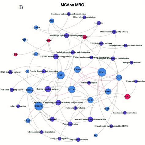 Ppi Network Analysis According To String Database And Kegg Pathway