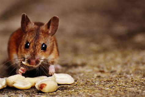 Free Images Nature Sweet Animal Cute Wildlife Fur Small Brown