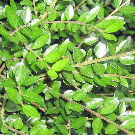 Alternatives To Box Hedging How To Avoid Box Blight Hedging Plants