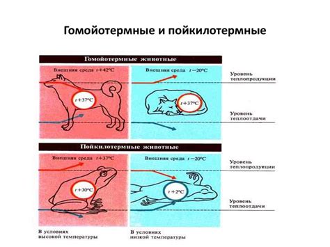 Терморегуляция. Тепловые рецепторы - online presentation