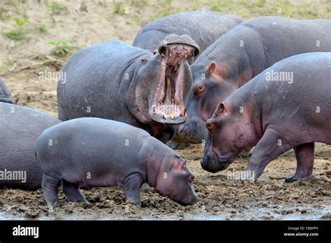 Hippo family (Hippopotamus amphibius) outside the water, Africa Stock ...