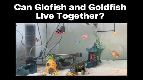 Can Glofish Live With Goldfish Fishtank Expert