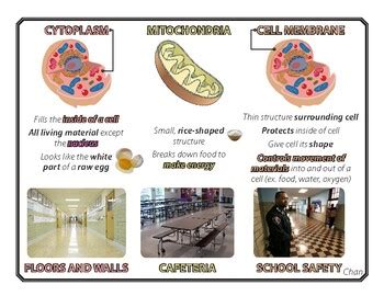 Cell School Analogy by Jessica Leydon | Teachers Pay Teachers