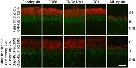 Rhodopsin Correctly Targets To The Os In Adult Rab A Retina Cko Mice