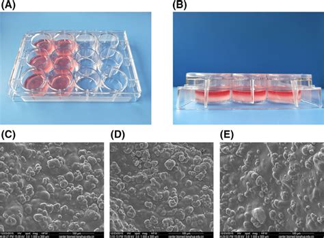 A And B Photographs Of Hepg2 Cells Cultured In Gl Alg Ca Hydrogels