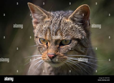 Scottish Wildcat Stock Photo - Alamy