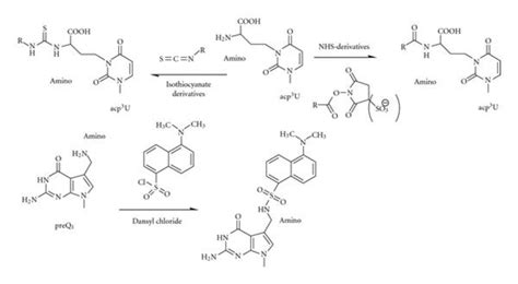 Specific Reactivity Of Free Nh A And Cooh B Groups In Modified