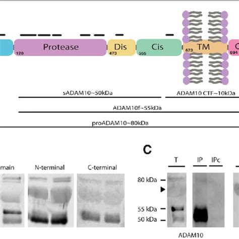 Increased Expression Of ADAM10 In The Cortex Of Ube3a Maternal