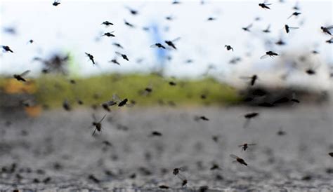 INVASIÓN DE MOSQUITOS A qué se debe el fenómeno que está afectando