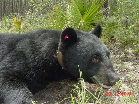 Black bears--Alabama's rarest wild creature - al.com