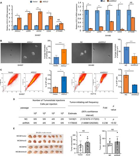 Ascl Expression Maintains The Stemness Phenotype Without Affecting The