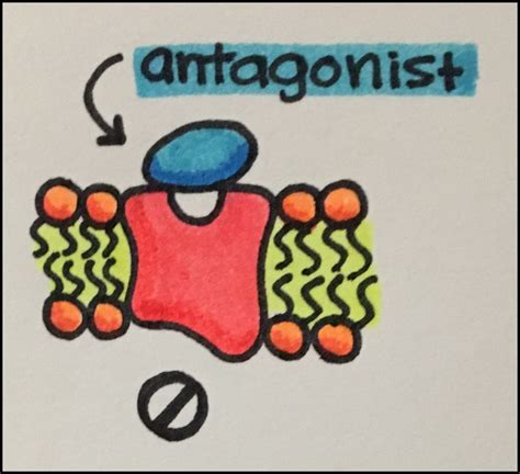 6. Characteristics of Drug-Receptor Interactions: – Principles of ...