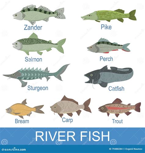 River Fish Identification Slate with Names Stock Vector - Illustration of lake, identification ...