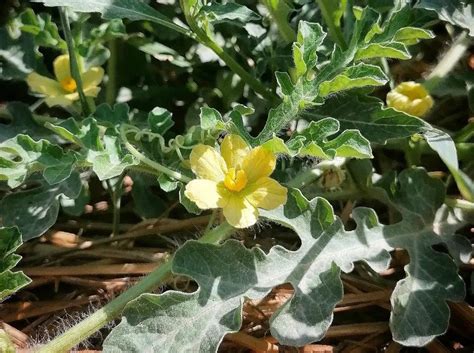 Watermelon Female Flower Best Pollination Hacks To Know