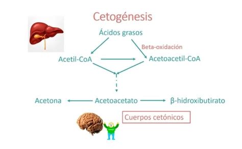 Qué comer para ENTRAR en CETOSIS más rápido