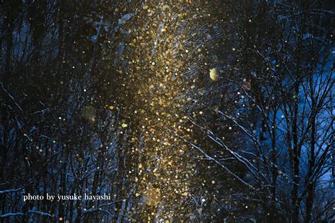 冬の絶景〜激しく輝くダイヤモンドダスト 美瑛・富良野 写真撮影ツアー 北海道 美瑛の写真家 林 祐介のphoto Office Siknu