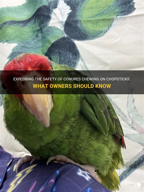 Exploring The Safety Of Conures Chewing On Chopsticks What Owners