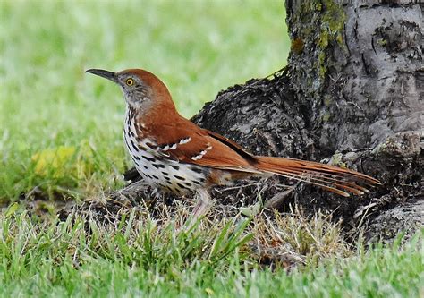 Thrasher Bird