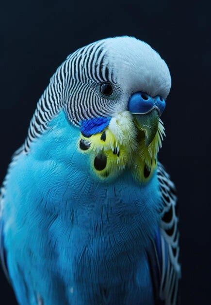 Premium Photo Blue Budgie Portrait Of A Bird